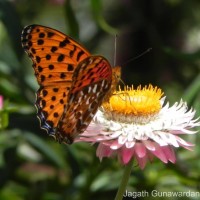 Argynnis